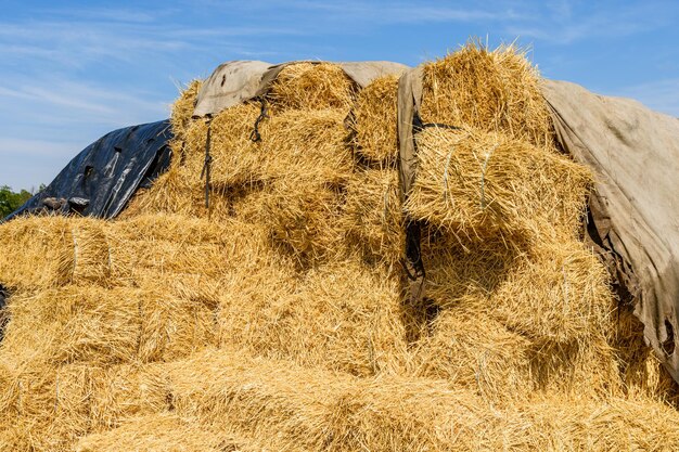 Pile of the rectangular straw bales on a farmyard