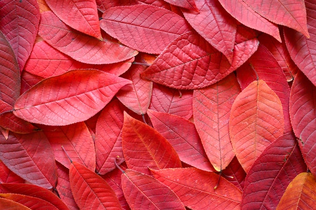 Photo a pile of red autumn fallen leaves