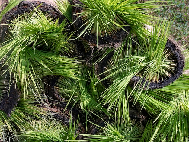 田植えの準備が整った稲の苗の山