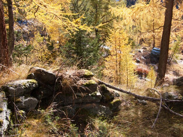 A pile of rocks in the forest with a tree in the background