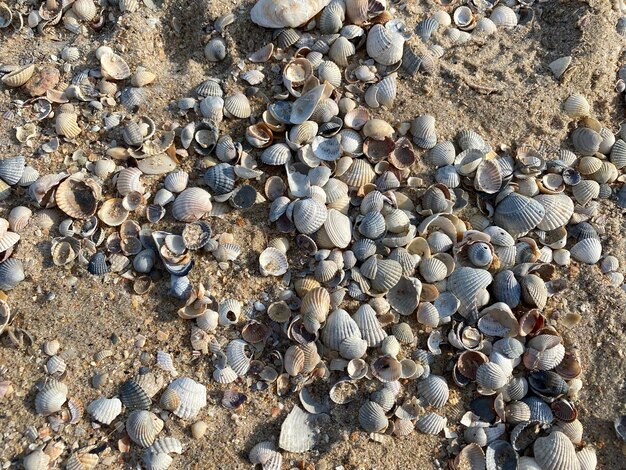 A pile of shells on the beach are covered in sand.