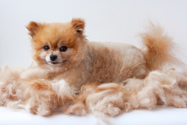 In a pile of shorn wool lies a small Pomeranian and raised his ears up dog grooming.