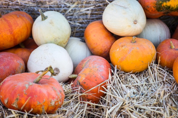 Pile of small pumpkins at the Farmers market