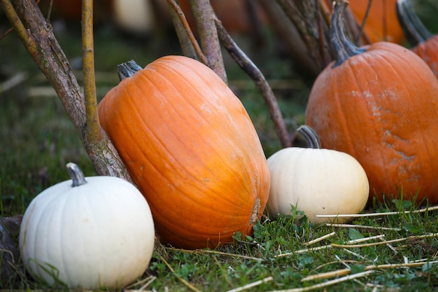 Mucchio di piccole zucche al mercato degli agricoltori