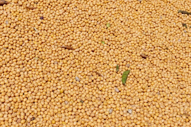 Photo pile of soy beans after being harvested in brazil