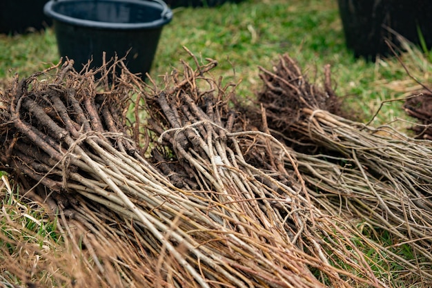 Photo a pile of straws are stacked on the grass.