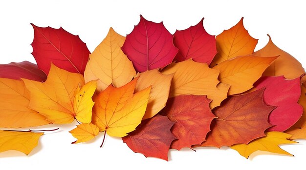 A Pile of Vibrant Leaves Against a White Background