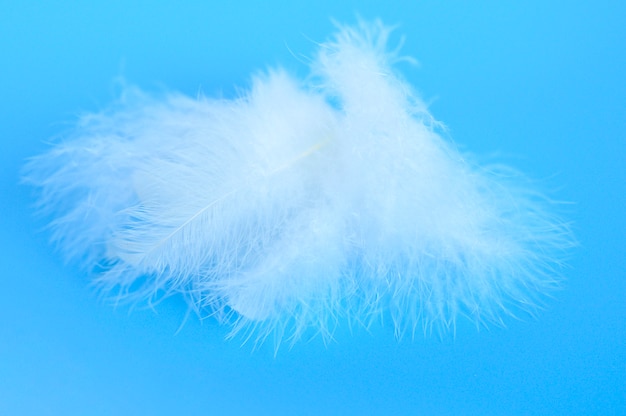Куча белых пушистых перьев птиц из курицы на синем фоне