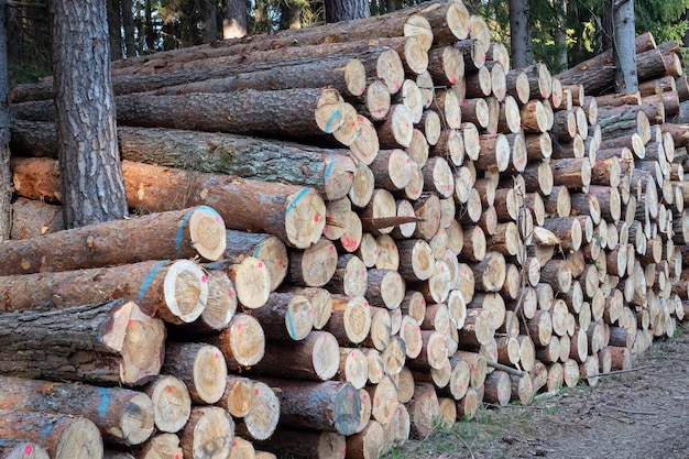 Pile of wood A view of huge stacks of logs