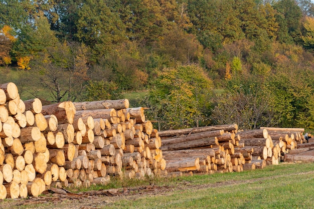 Pile of wood A view of huge stacks of logs