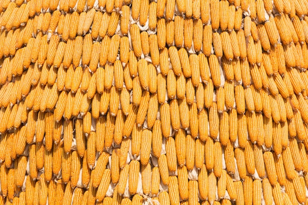 Pile of yellow dried corns use for background