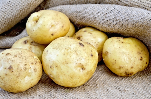 A pile of yellow potato tubers on burlap background