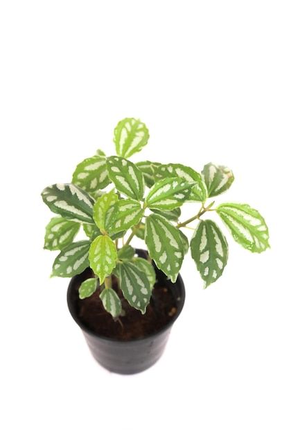 Pilea Cadierei Live Plant Комнатный алюминиевый завод