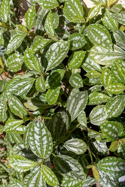 Pilea cadierei plant bossige bladeren achtergrond