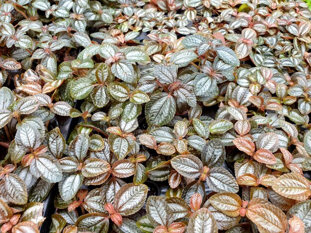 Pilea involucrata vriendschap plant achtergrond