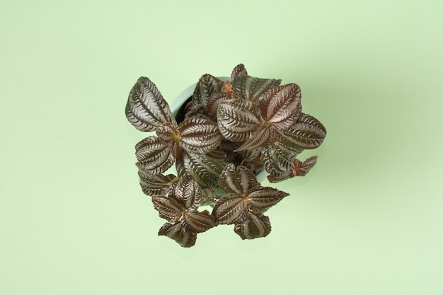 Pilea Norfolk foliage Pilea in pot on green color background