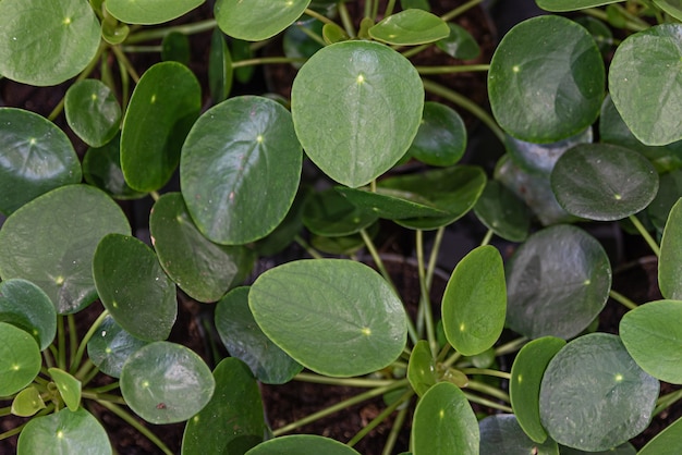 Pilea peperomioides 또는 중국 돈 식물