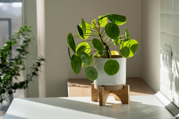 Pilea peperomioides houseplant in ceramic flower pot at home Chinese money plant Indoor gardening