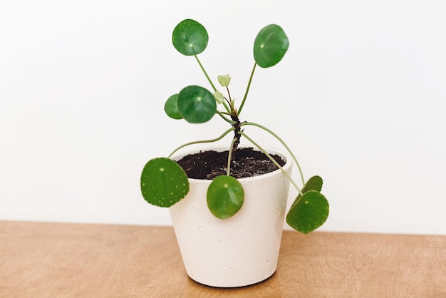 Pilea peperomioides plant in moderne pot op witte achtergrond met kopie ruimte Modern Home decor Kamerplant Pannenkoeken plant in witte klei pot