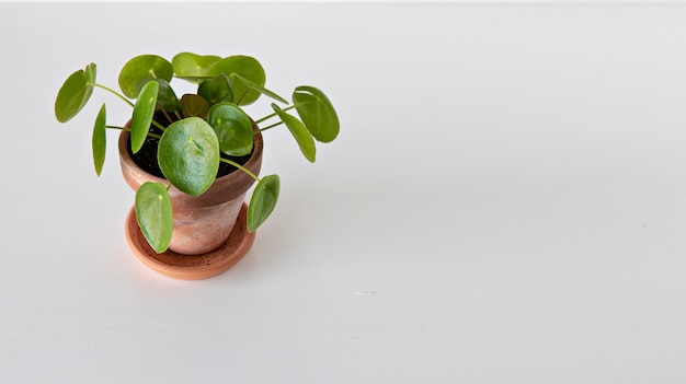 pilea Peperomioides plant on white background