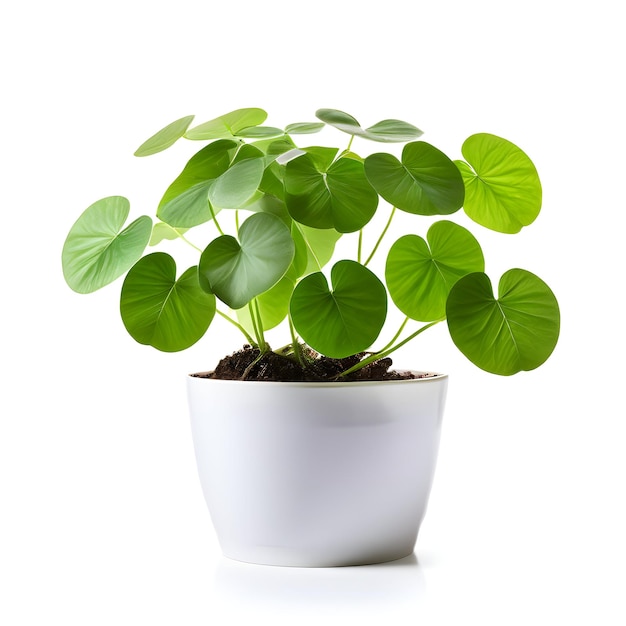 Pilea plant in modern white pot or vase