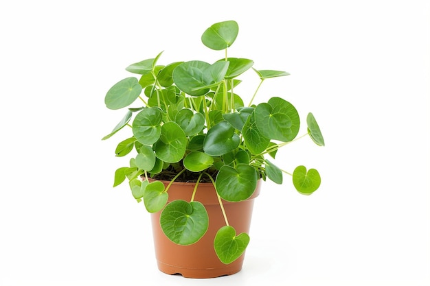 Pilea plant op witte achtergrond