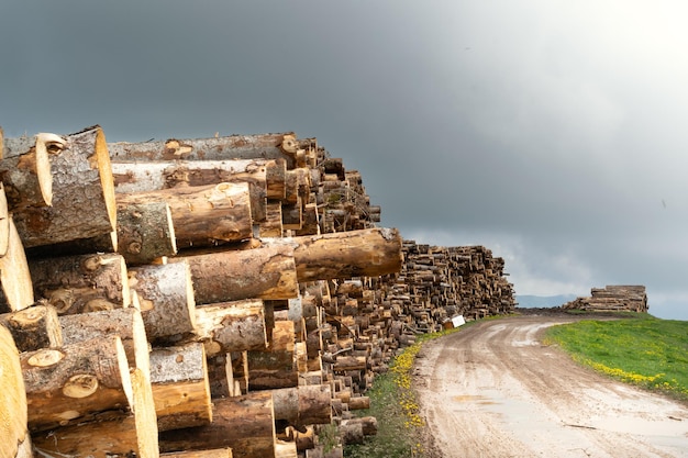 Piles of fir logs piled up along the mountain road with blue sky Monte Avena Belluno Italy