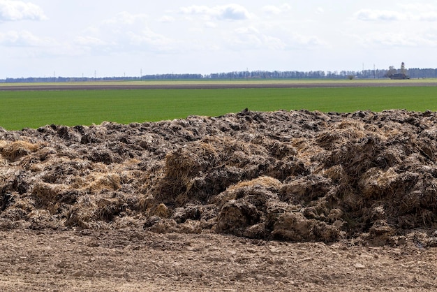 Photo piles of humus manure on the field to fertilize the field territory