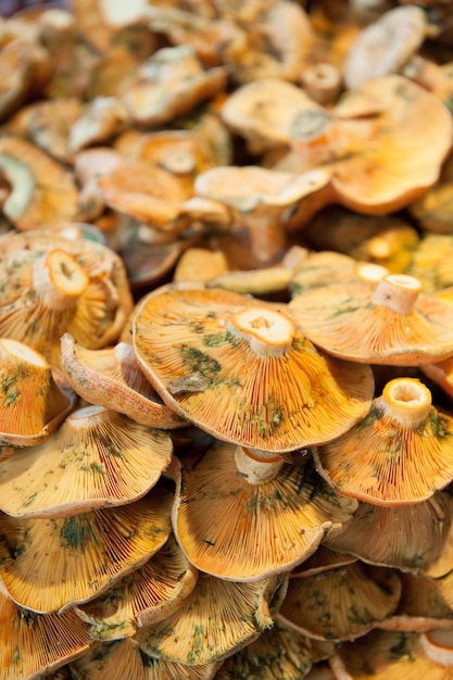 Piles of mushrooms ideal for background