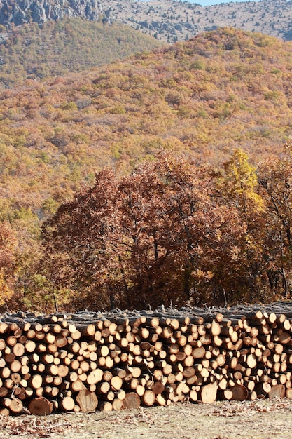 Mucchi di legno