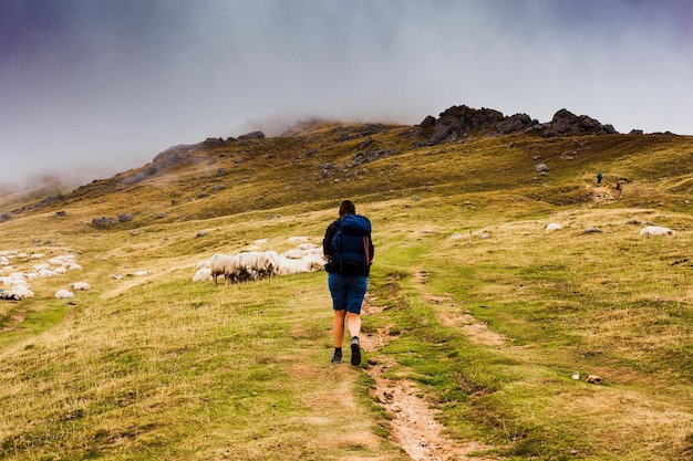 Pilgrim walking next to a flock of sheep along the way of St James