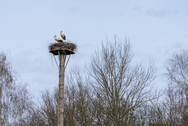 A pillar with a nest with two storks sitting on it against the background of a gray sky