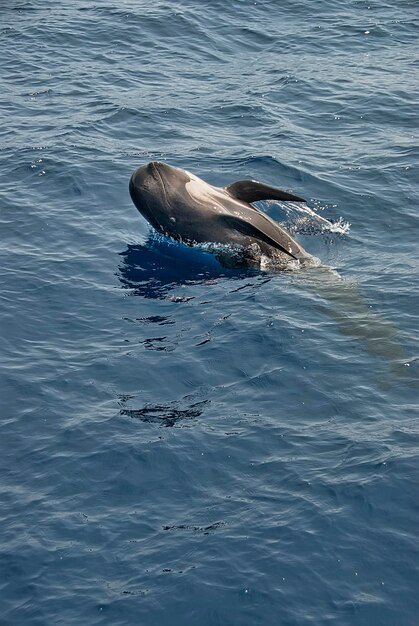 A pilot whale Globicephala melas breaching the surface of the ocean