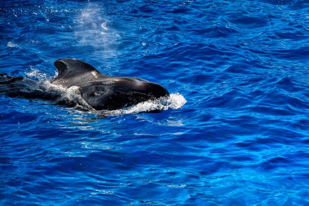 Pilot whale swimming to you