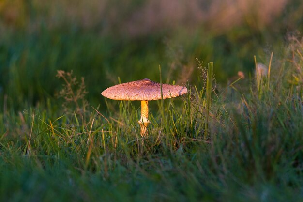 Pilz in der abendsonne