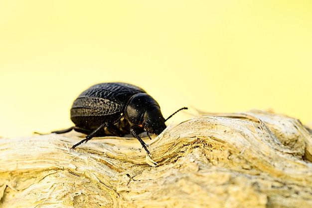 Pimelia baetica is a species of beetle of the Tenebrionidae family