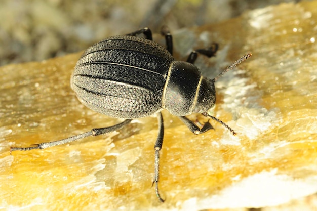 Photo pimelia integra is a species of beetle of the tenebrionidae family