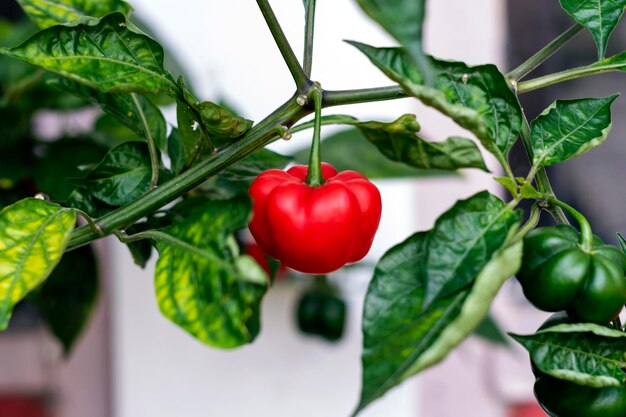 Pimiento aj en su planta verde y maduro natural