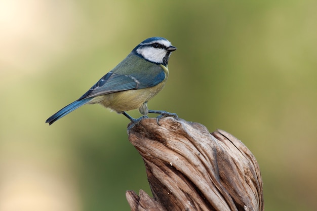 Pimpelmees, mees, vogels, dier, Cyanistes caeruleus