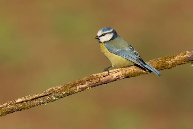 Pimpelmees met het eerste licht van de ochtend in een eikenbos op een koude en bewolkte winterochtend