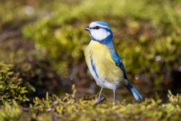 Pimpelmees op een bemoste grond. Cyanistes caeruleus.