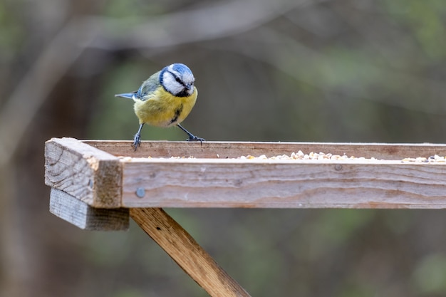 Pimpelmees op een houten tafel op zoek naar eten