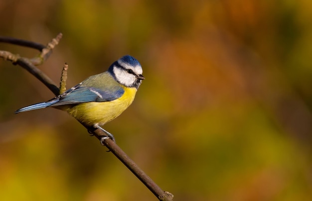 Pimpelmees parus caeruleus De vogel zit op een tak in de bosherfst