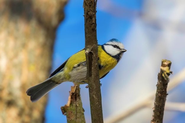 Pimpelmees, schattig vogeltje