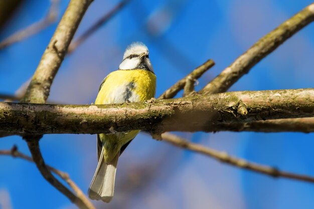 Pimpelmees, schattig vogeltje