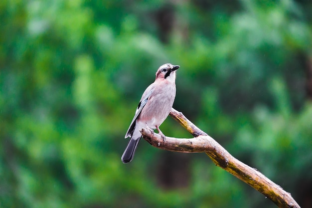 Pimpelmees vogel zittend op een boomstronk