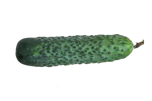 Pimply cucumber on a white background. Isolate