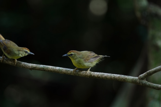 Pin-striped Tit Babbler in forest Thailand