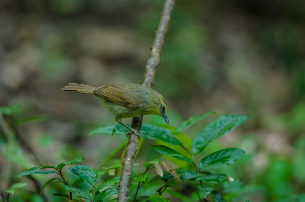 Photo pin-striped tit babbler in forest thailand