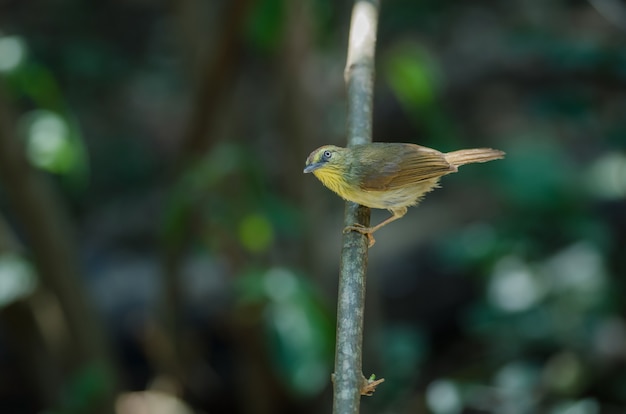 Pin-striped Tit Babbler in bos Thailand